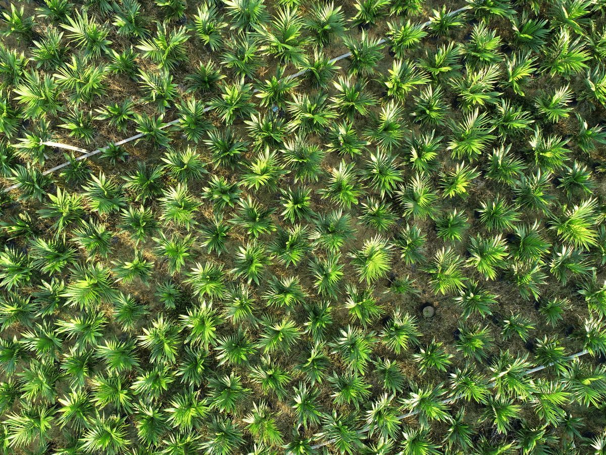 Palm Oil Estate Operations