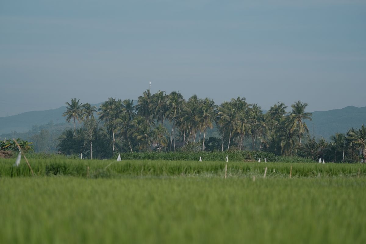 Agricultural Support Services